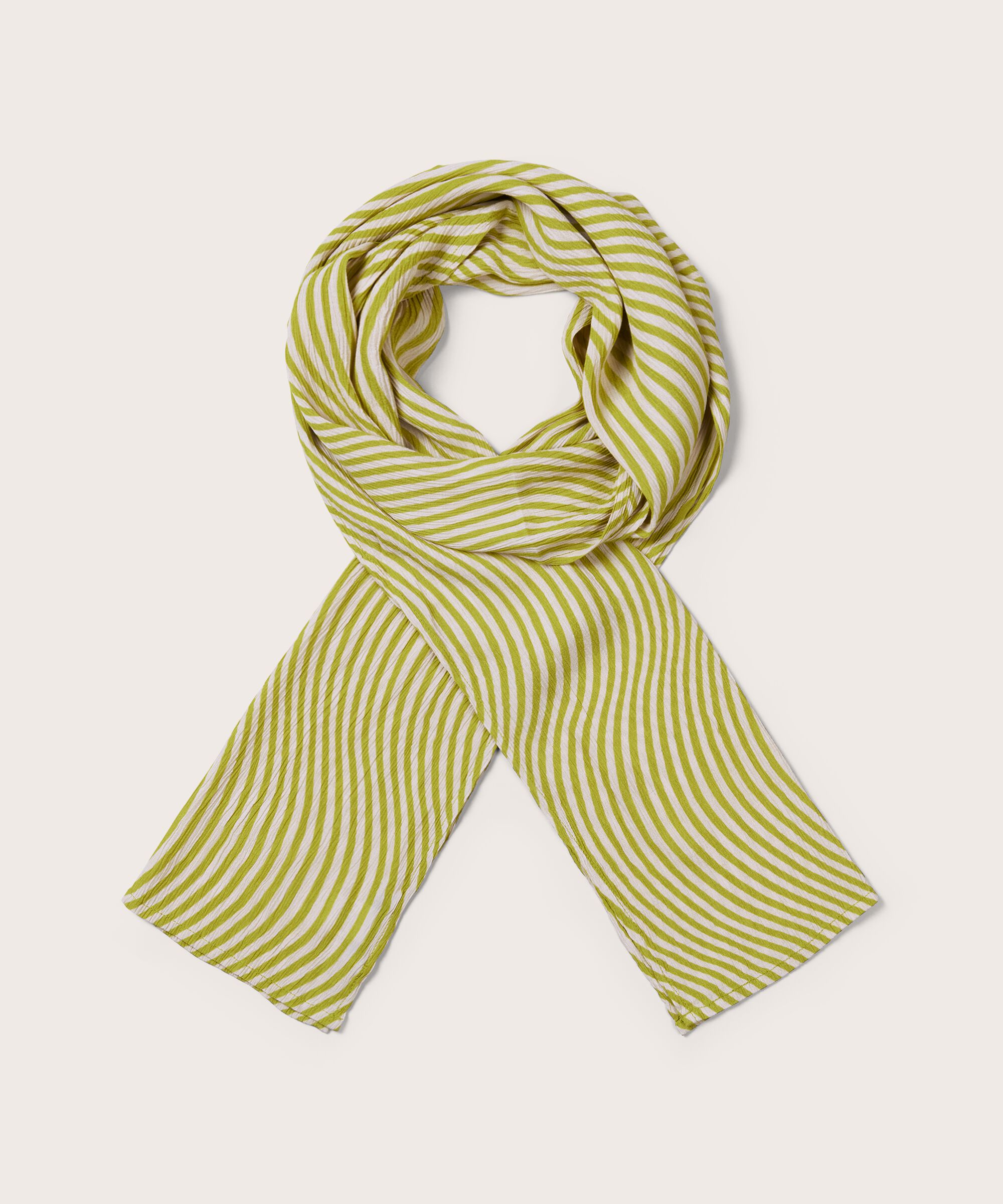 Along Tuch, Lentil Sprout